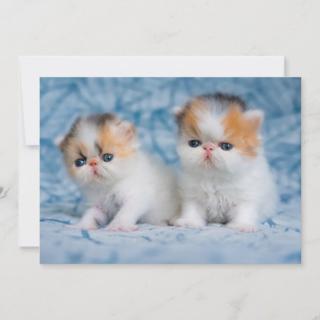 Cutest Baby Animals | Persian Calico Kitten Thank You Card (Front)