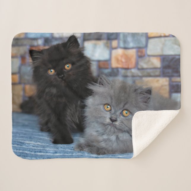 Cutest Baby Animals | Persian Kittens on Blanket (Front (Horizontal))