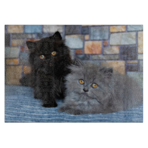 Cutest Baby Animals Persian Kittens on Blanket Cutting Board