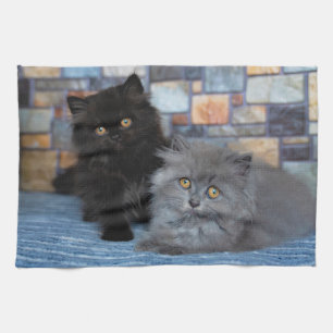 Cutest Baby Animals   Persian Kittens on Blanket Kitchen Towel