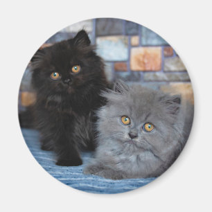 Cutest Baby Animals Persian Kittens on Blanket Magnet
