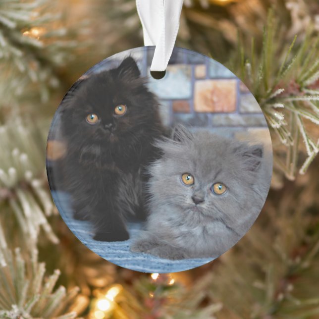 Cutest Baby Animals | Persian Kittens on Blanket Ornament (Tree)
