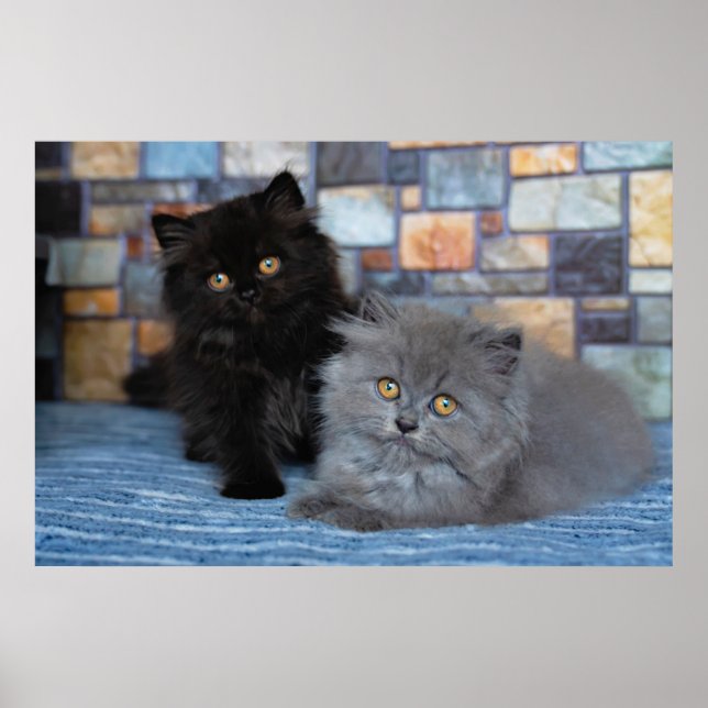 Cutest Baby Animals | Persian Kittens on Blanket Poster (Front)