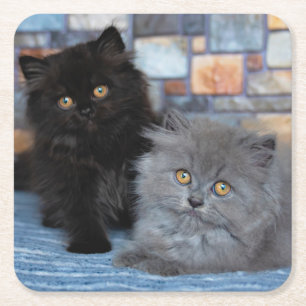 Cutest Baby Animals   Persian Kittens on Blanket Square Paper Coaster