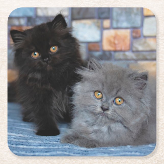 Cutest Baby Animals | Persian Kittens on Blanket Square Paper Coaster (Front)