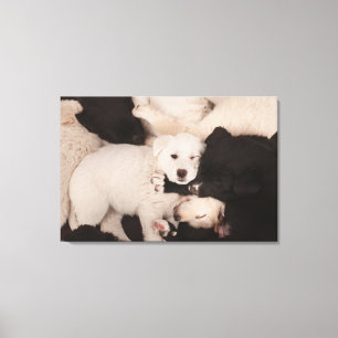 Cutest Baby Animals   Pile of Puppies Canvas Print