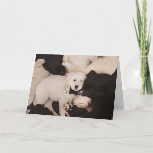 Cutest Baby Animals   Pile of Puppies Card