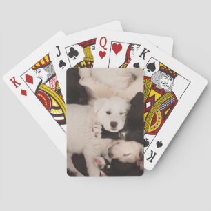 Cutest Baby Animals   Pile of Puppies Playing Cards