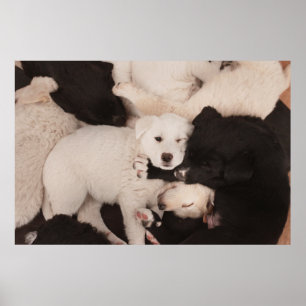 Cutest Baby Animals   Pile of Puppies Poster