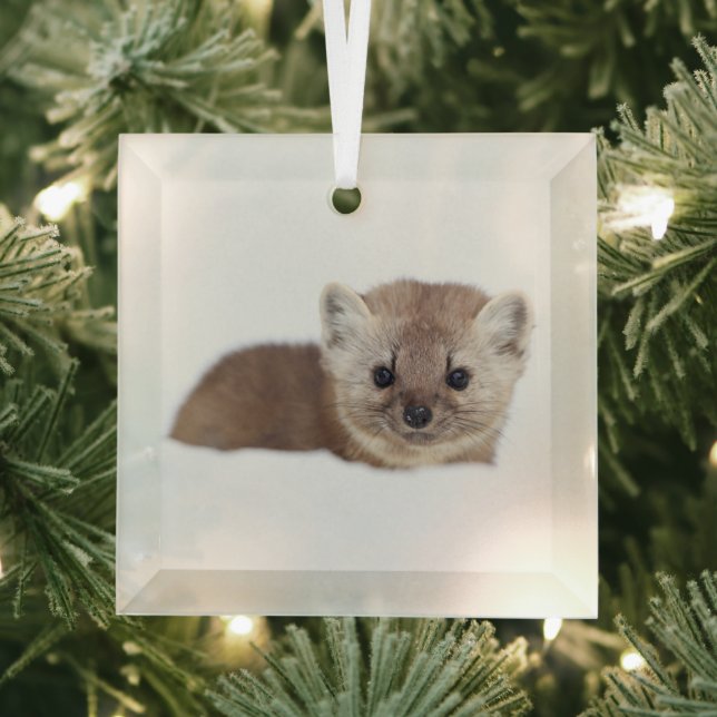 Cutest Baby Animals | Pine Marten Glass Ornament (Insitu)
