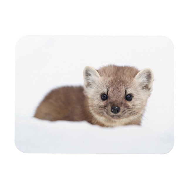 Cutest Baby Animals | Pine Marten Magnet (Horizontal)