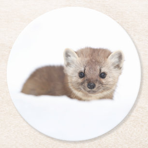 Cutest Baby Animals Pine Marten Round Paper Coaster