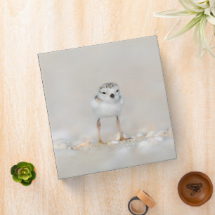 Cutest Baby Animals Piping Plover Chick Binder