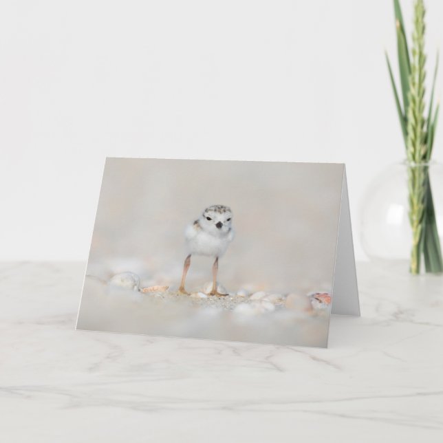 Cutest Baby Animals | Piping Plover Chick Card (Front)