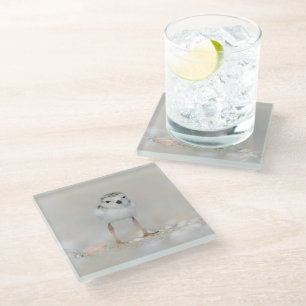 Cutest Baby Animals Piping Plover Chick Glass Coaster