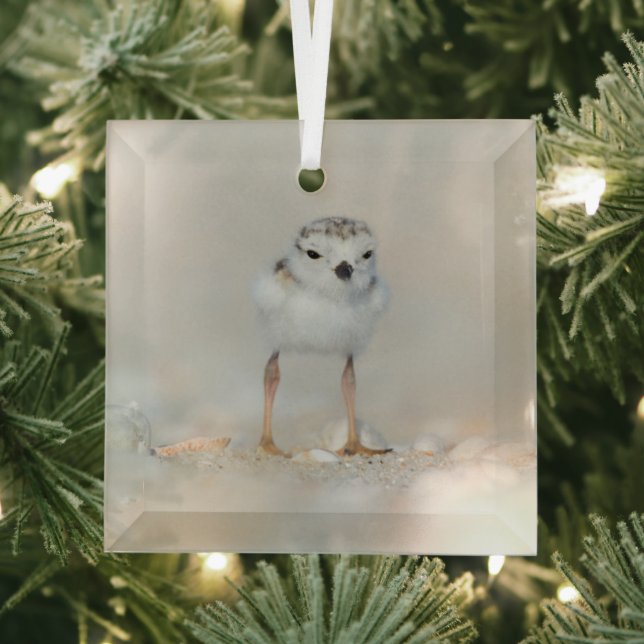 Cutest Baby Animals | Piping Plover Chick Glass Ornament (Insitu)