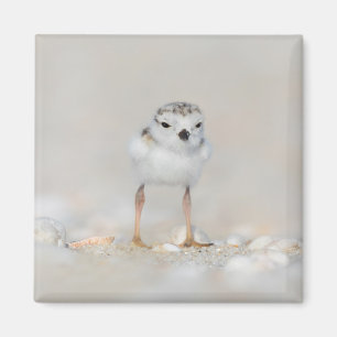 Cutest Baby Animals Piping Plover Chick Magnet