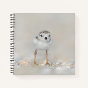 Cutest Baby Animals Piping Plover Chick Notebook