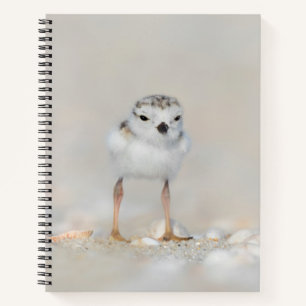 Cutest Baby Animals   Piping Plover Chick Notebook