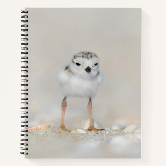 Cutest Baby Animals | Piping Plover Chick Notebook (Front)