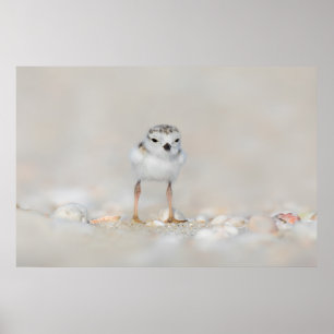 Cutest Baby Animals   Piping Plover Chick Poster