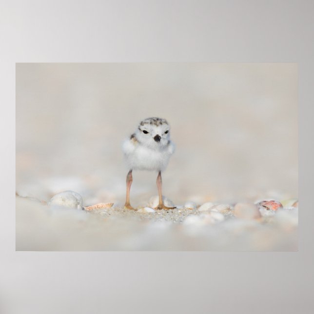 Cutest Baby Animals | Piping Plover Chick Poster (Front)