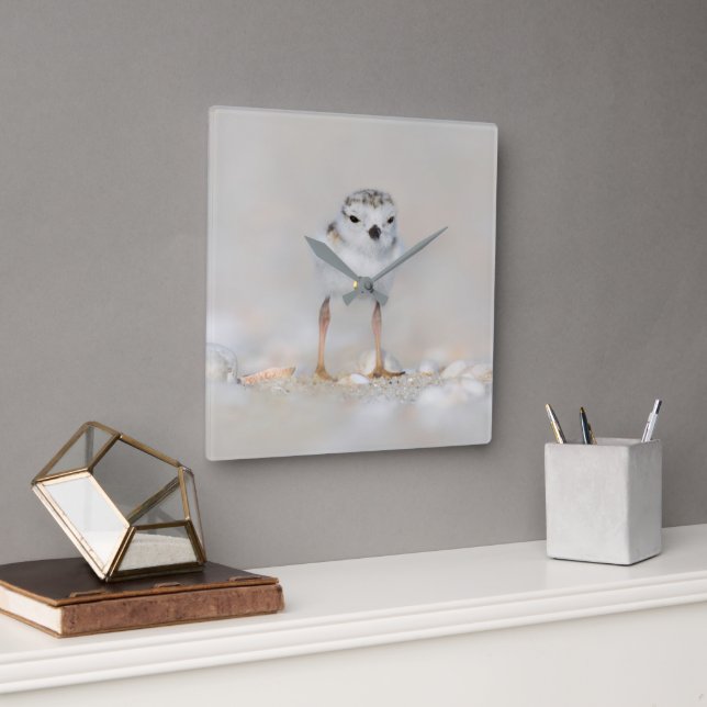 Cutest Baby Animals | Piping Plover Chick Square Wall Clock (Office)