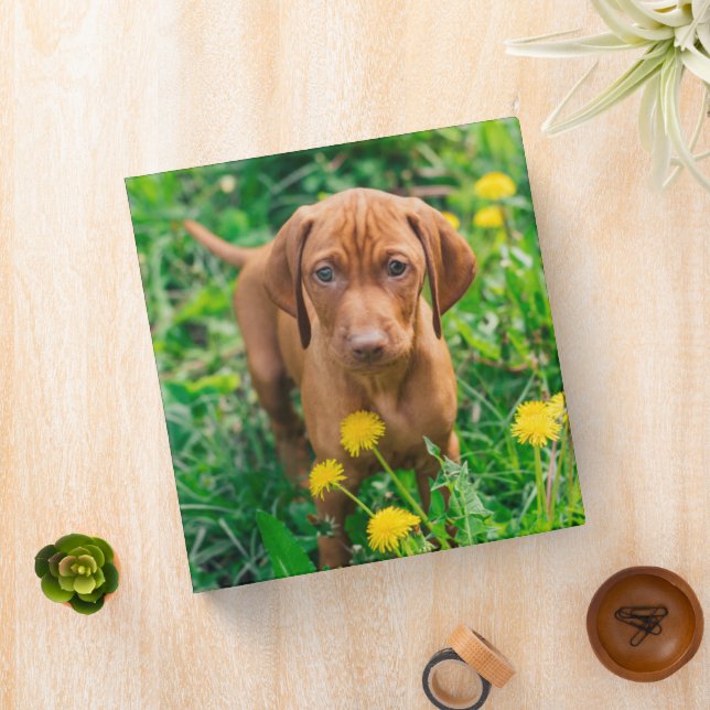 Cutest Baby Animals | Pointer Puppy Binder (In Situ)