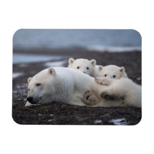 Cutest Baby Animals Polar Bear Family Alaska Magnet