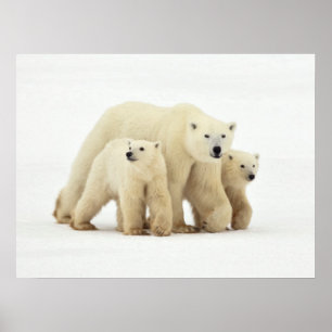 Cutest Baby Animals Polar Bear Family Poster