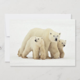 Cutest Baby Animals   Polar Bear Family Thank You Card
