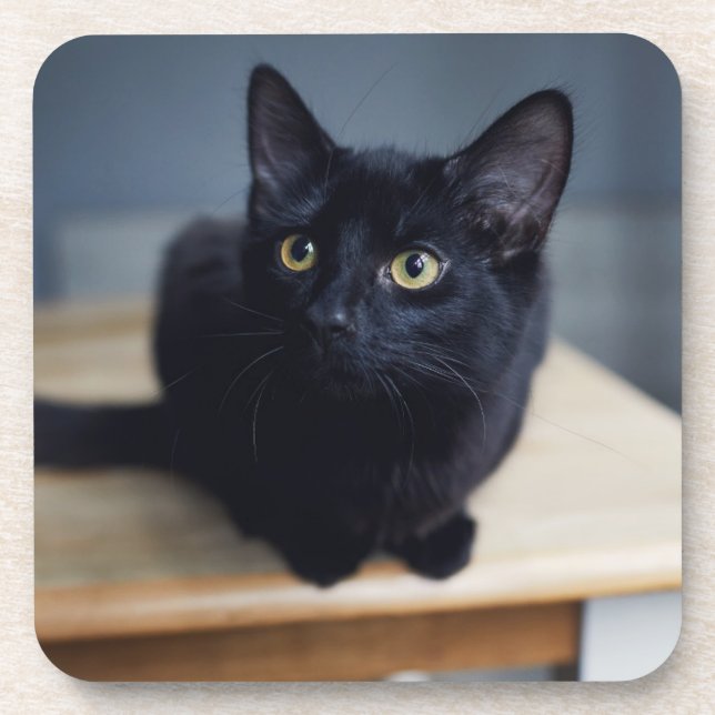 Cutest Baby Animals | Portrait of a Black Cat Coaster (Front)