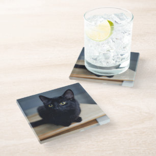 Cutest Baby Animals   Portrait of a Black Cat Glass Coaster