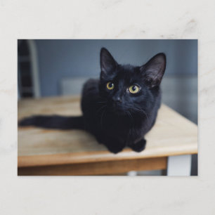 Cutest Baby Animals   Portrait of a Black Cat Postcard