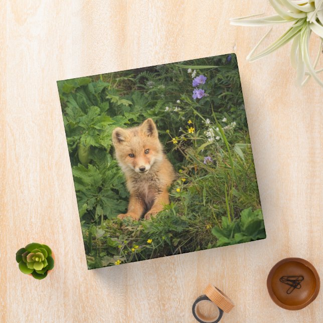 Cutest Baby Animals | Red Fox at Umnak Alaska Binder (In Situ)