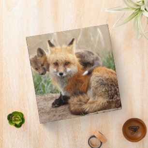 Cutest Baby Animals Red Fox & Baby Binder