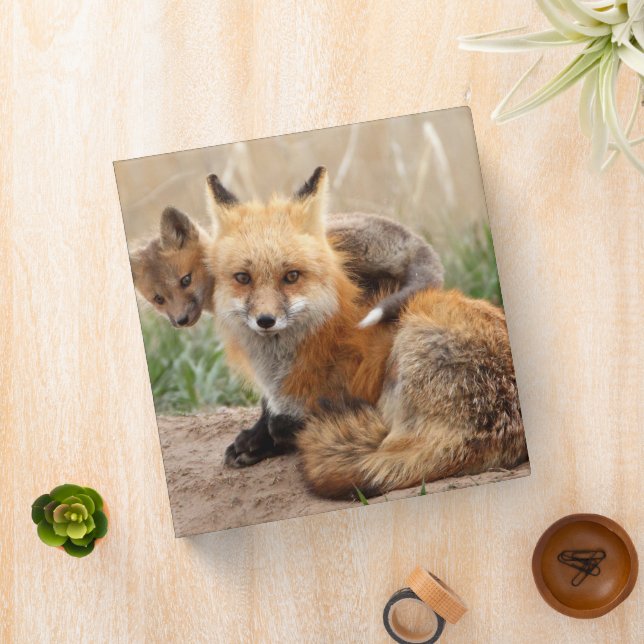 Cutest Baby Animals | Red Fox & Baby Binder (In Situ)