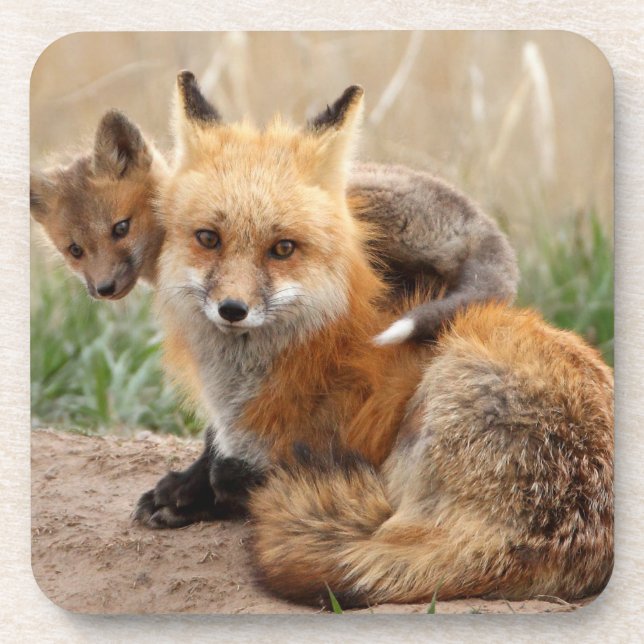 Cutest Baby Animals | Red Fox & Baby Coaster (Front)