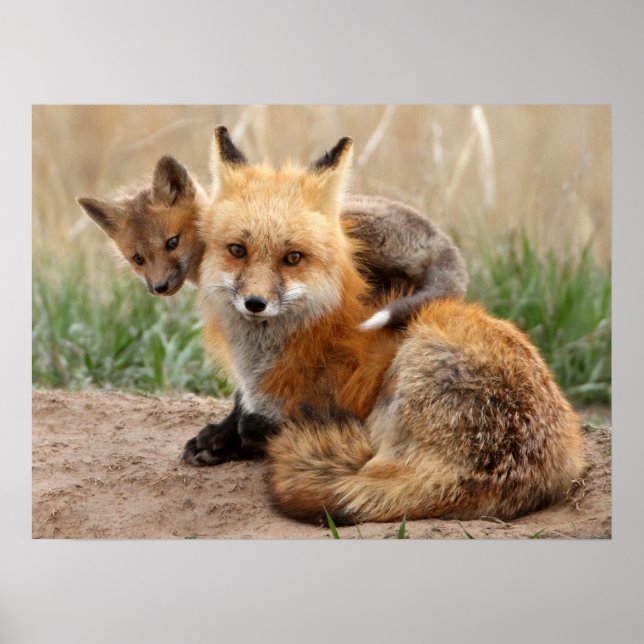 Cutest Baby Animals | Red Fox & Baby Poster (Front)