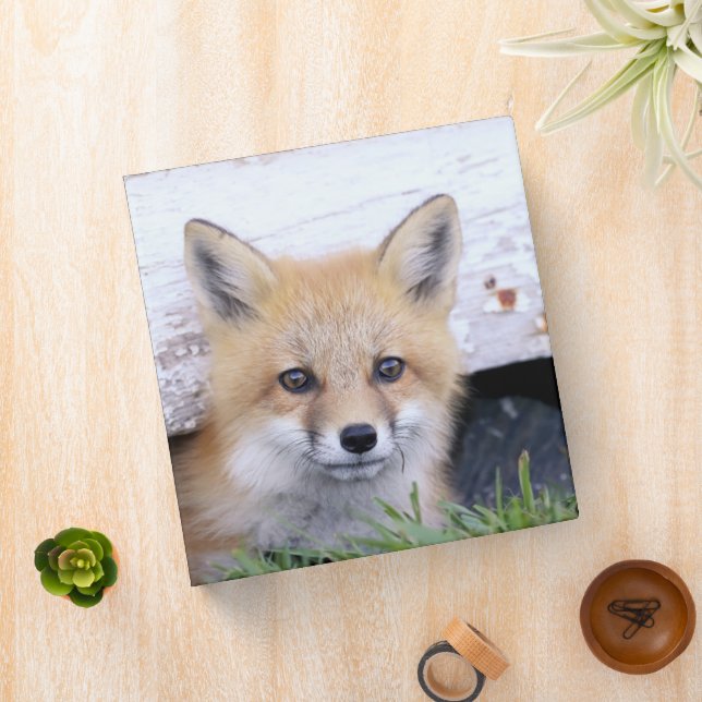 Cutest Baby Animals | Red Fox Kit Peeking Binder (In Situ)