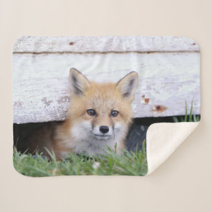 Cutest Baby Animals   Red Fox Kit Peeking Sherpa Blanket