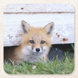 Cutest Baby Animals Red Fox Kit Peeking Square Paper Coaster