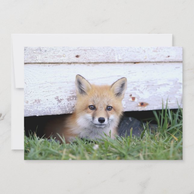 Cutest Baby Animals | Red Fox Kit Peeking Thank You Card (Front)