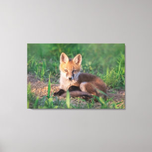 Cutest Baby Animals Red Fox Kit Relaxing Canvas Print