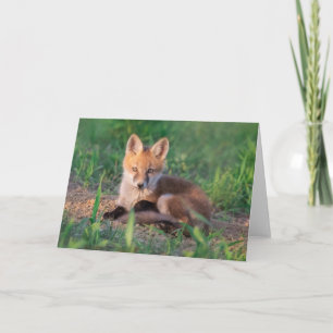 Cutest Baby Animals   Red Fox Kit Relaxing Card