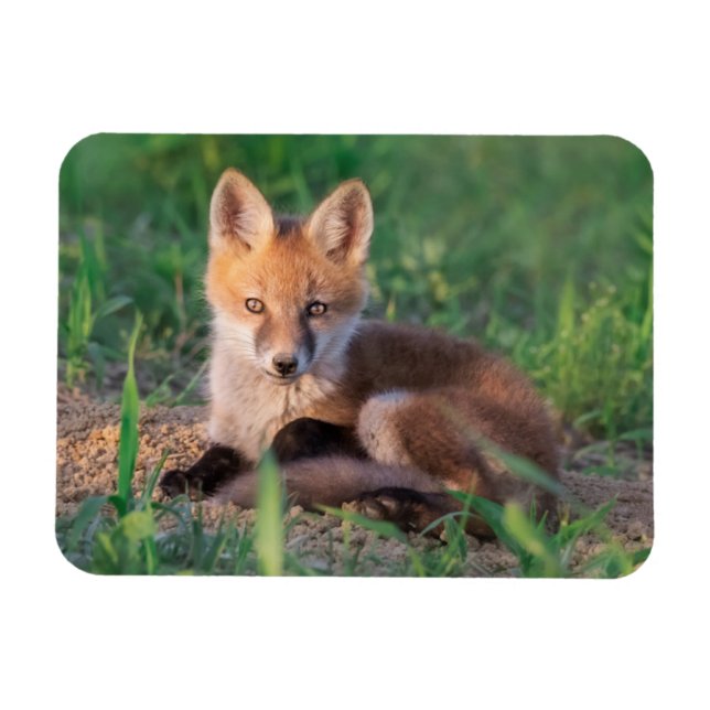 Cutest Baby Animals | Red Fox Kit Relaxing Magnet (Horizontal)