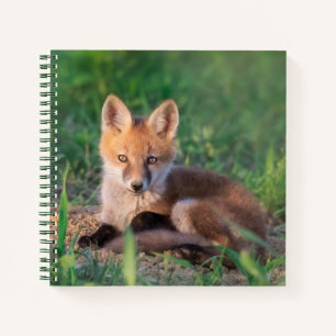 Cutest Baby Animals   Red Fox Kit Relaxing Notebook