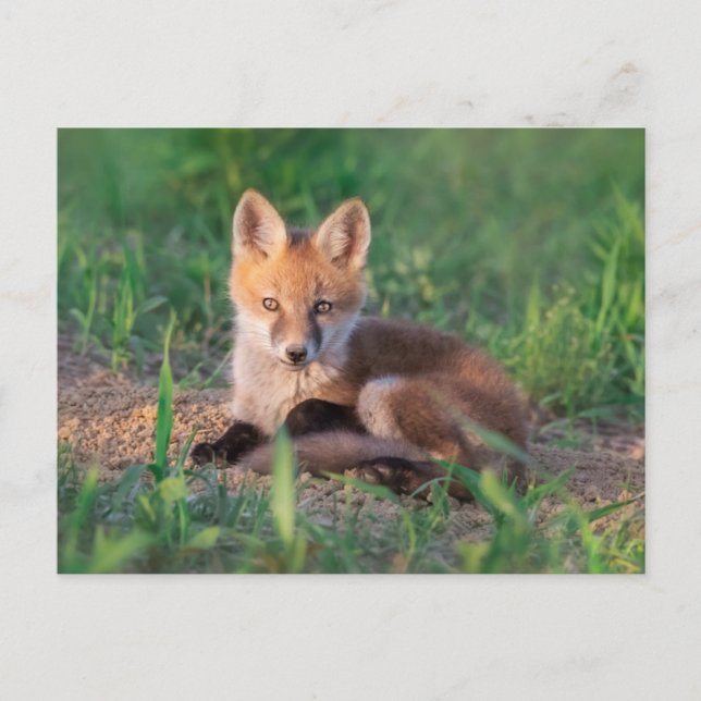 Cutest Baby Animals | Red Fox Kit Relaxing Postcard (Front)
