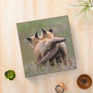 Cutest Baby Animals   Red Fox Kits Locking Tails Binder