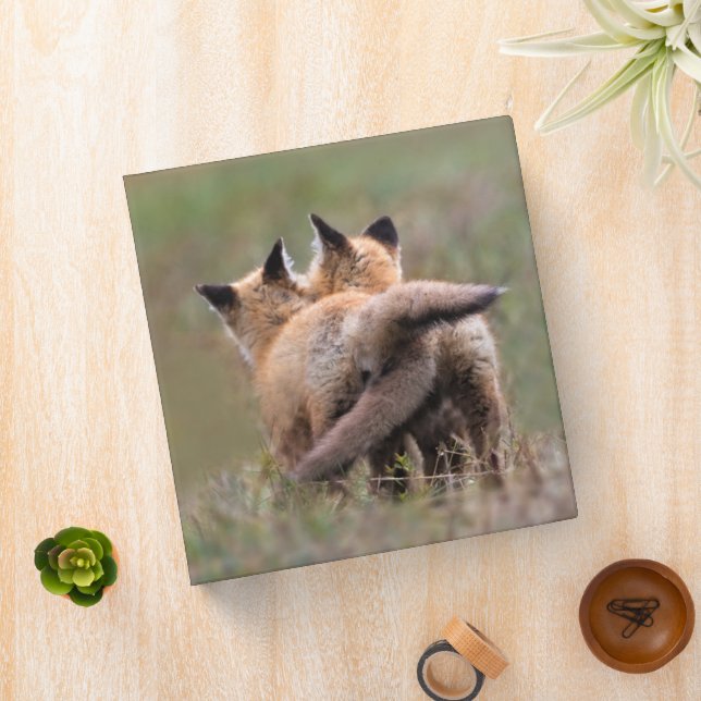 Cutest Baby Animals | Red Fox Kits Locking Tails Binder (In Situ)